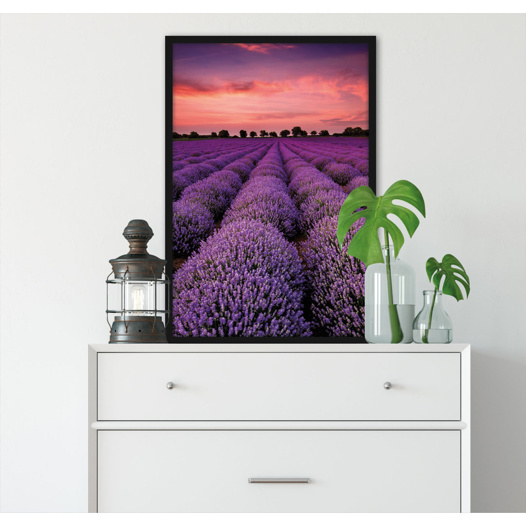 Gerahmtes Poster Wunderschöne Lavendel Provence