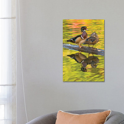 Wood Duck Pair, North Chagrin Reservation, Ohio 1 Piece Wrapped Canvas Wall Art