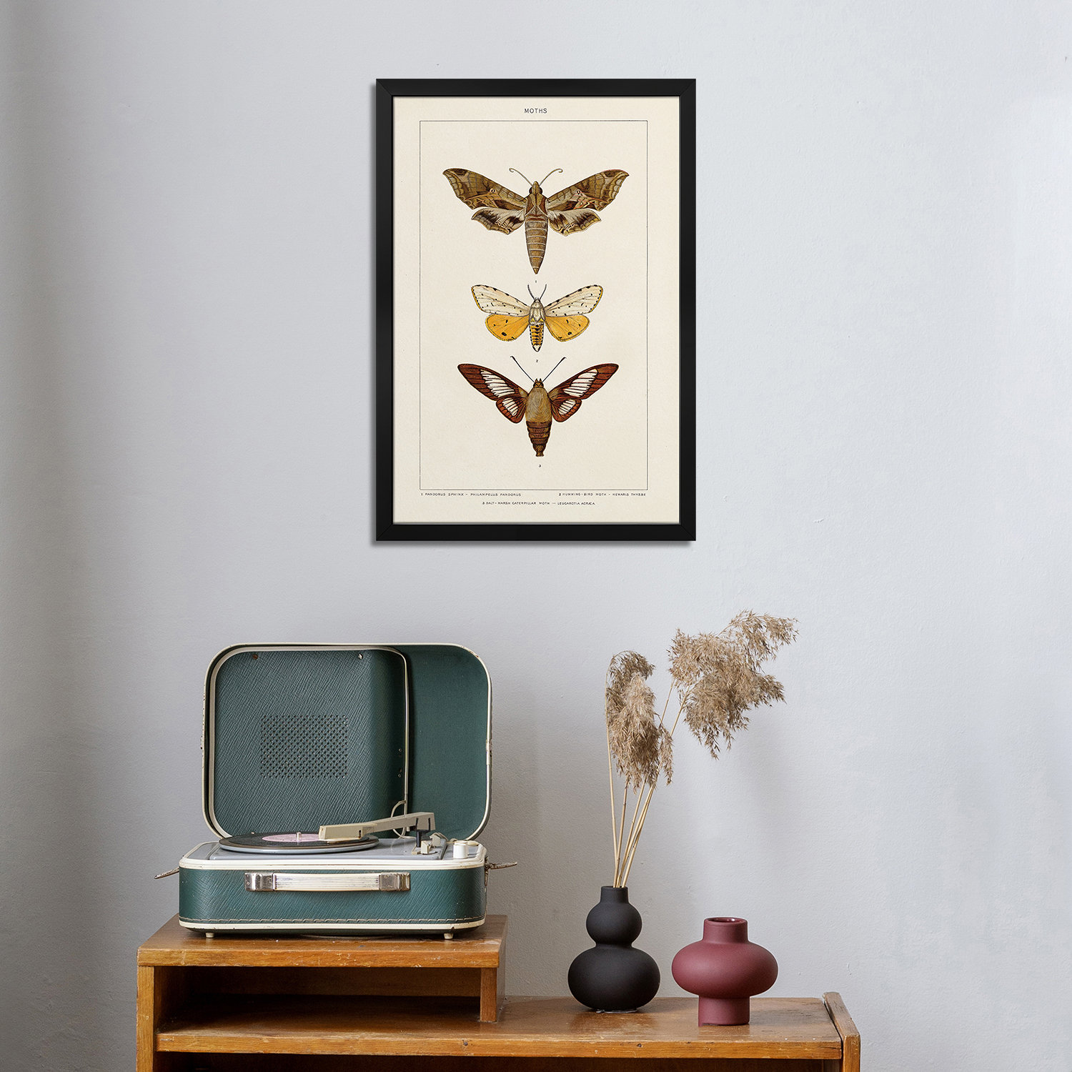 iCanvas Vintage Moths I - Wall Art Print - Gallery Poster | Wayfair