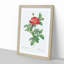 Red Gallic Roses by Pierre-Joseph Redoute - Picture Frame Painting Print-55597856-55597857