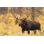Bull Moose - Photographie sur toile tendue