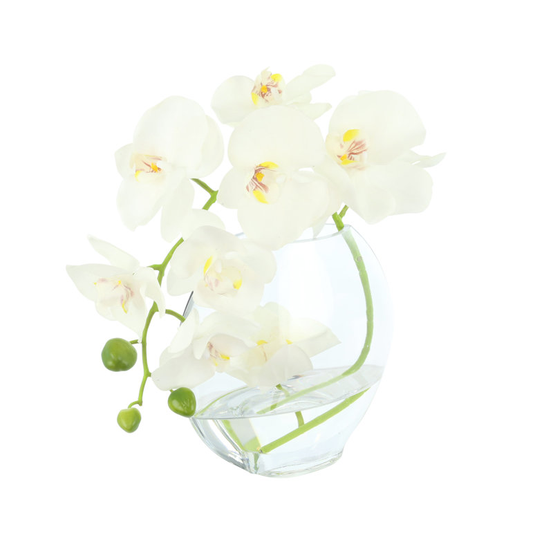 Orchid in Flat Glass Vase