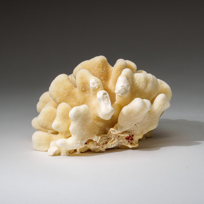Genuine White Cat's Paw Coral (2 Lbs)