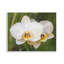 Plaque murale Orchid Blossom Glow, design par Seven Trees Design