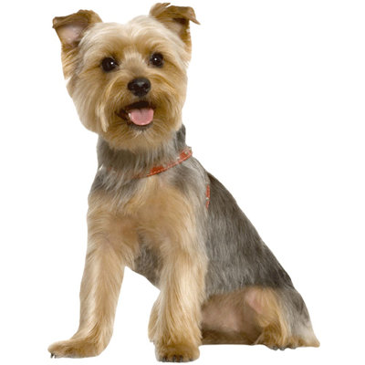 Adhésif décoratif Terrier