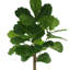 3.5' Fiddle Leaf Fig Tree-636218494