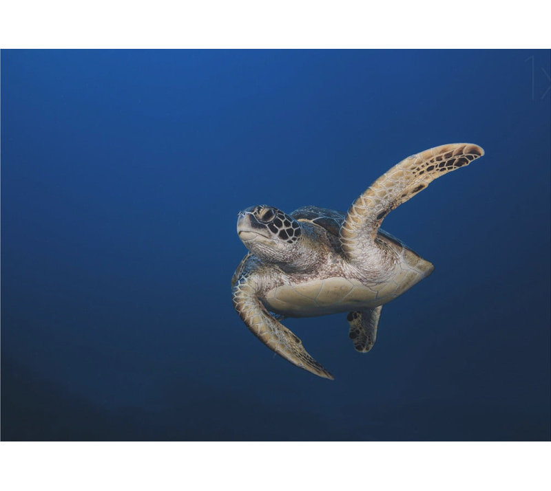 Art mural tortue verte tendue sur châssis (prête à être accrochée), H 17 po x l 21 po
