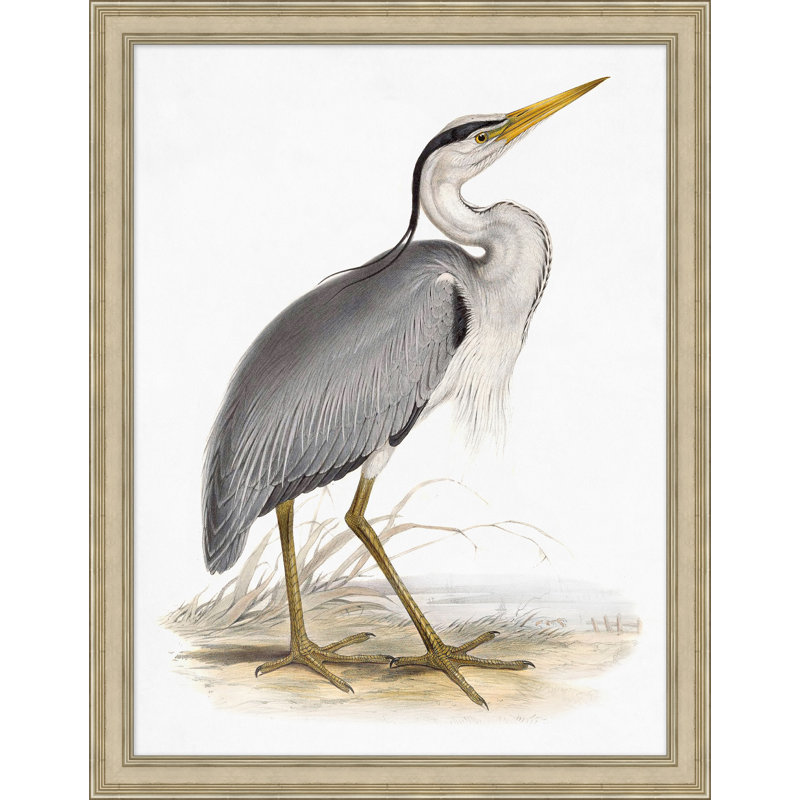 «Coastal Ornithology», impression encadrée sur verre 3 pi