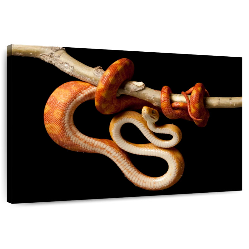 Brampt Red Tailed Boa, 16" H x 24" W