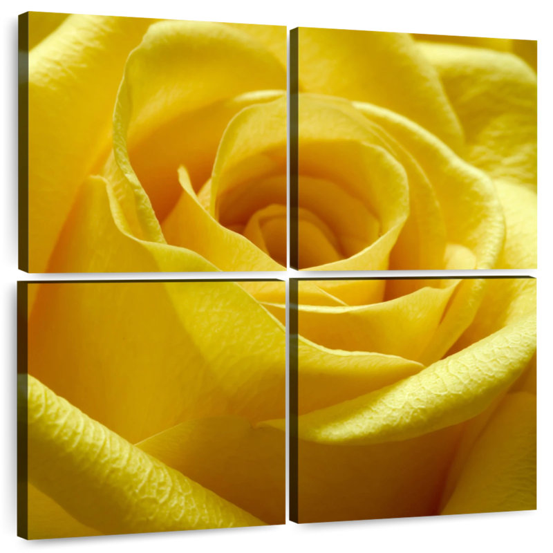 Rose jaune, H 38 po x l 38 po