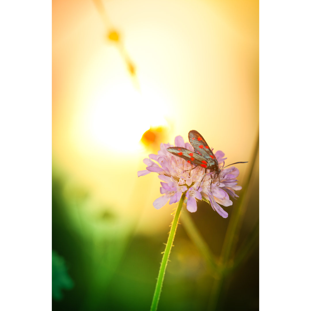 Motte auf Wildblume bei Sonnenuntergang - Druck