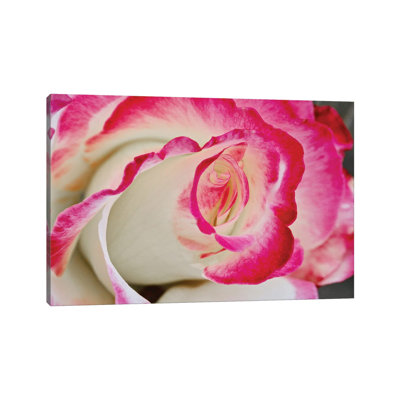 Tourbillon de rose en gros plan