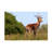 Bolog Bob Langrish Impala Canvas Art-104134679