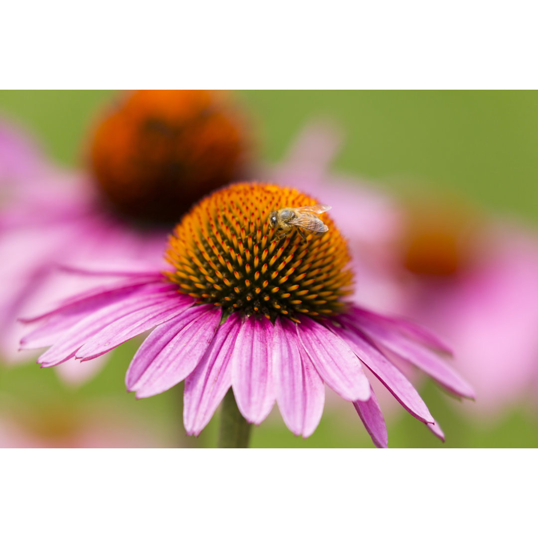 Zapfenblume mit einer einzelnen Biene - Druck