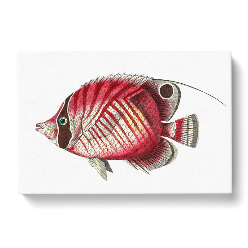 Butterflyfish by George Shaw - Wrapped Canvas Painting, 40cm H x 60cm W x 3cm D