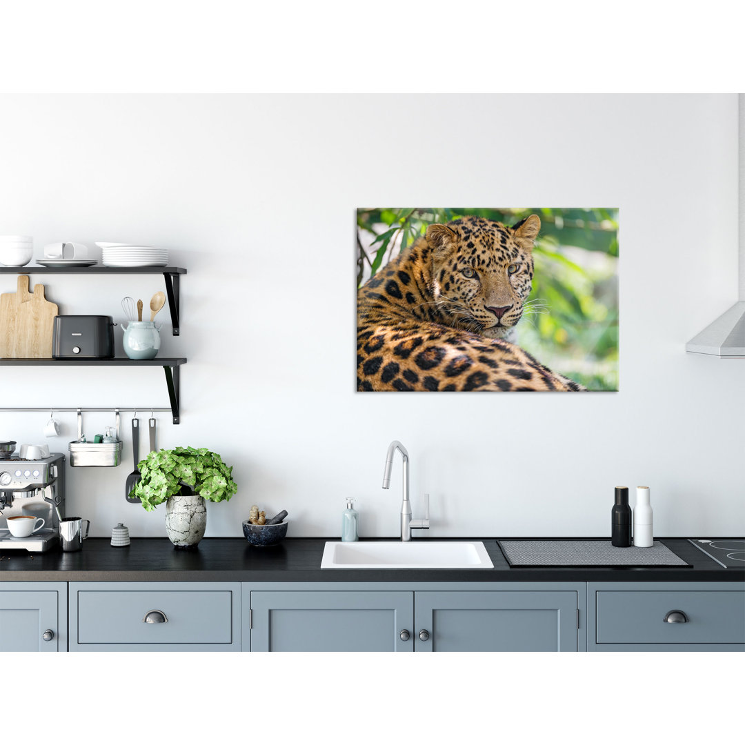 Glasbild Wachsamer Leopard im Schatten