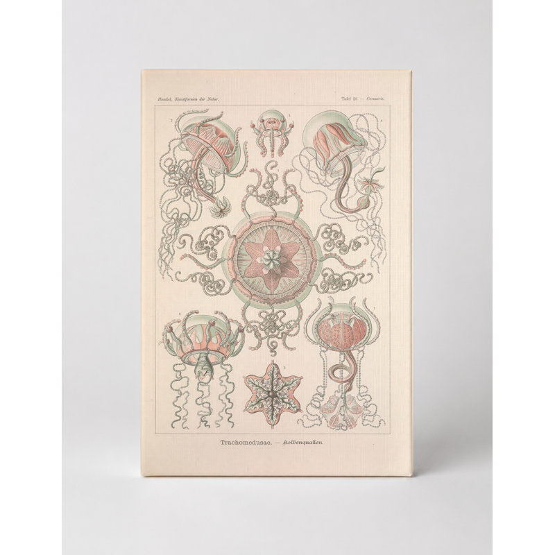 Art mural, Tafel 26 - Trachomedusae (1904) - Art mural sur toile, 18" W x 12" H