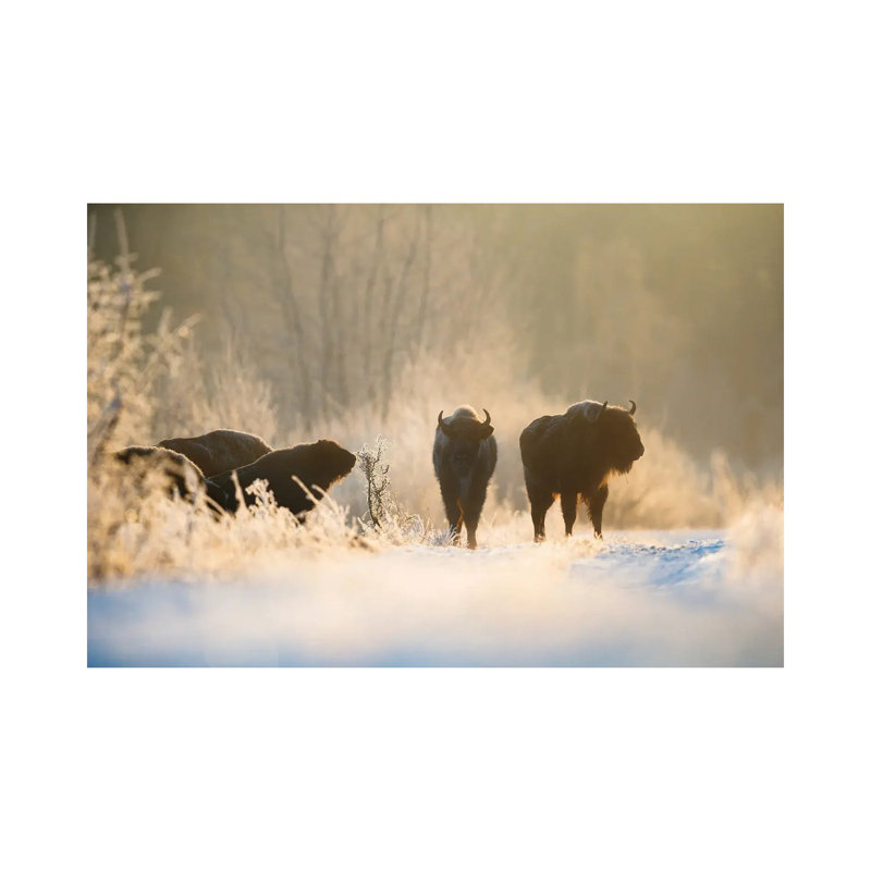 Bison In Winter Landscape by Mateusz Piesiak - Wrapped Canvas Print, 20.32 cm H x 30.48 cm W