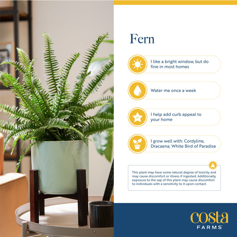 Kimberly Queen Fern in Nursery Pot