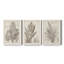 «Sepia Exotic Plants I», ensemble de 3 peintures sur toile encadrées-2017768722-2017768734