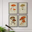 Champignon Variétés Ix - ensemble de 4 reproductions d'art sur toile encadrées-892446967-892446974
