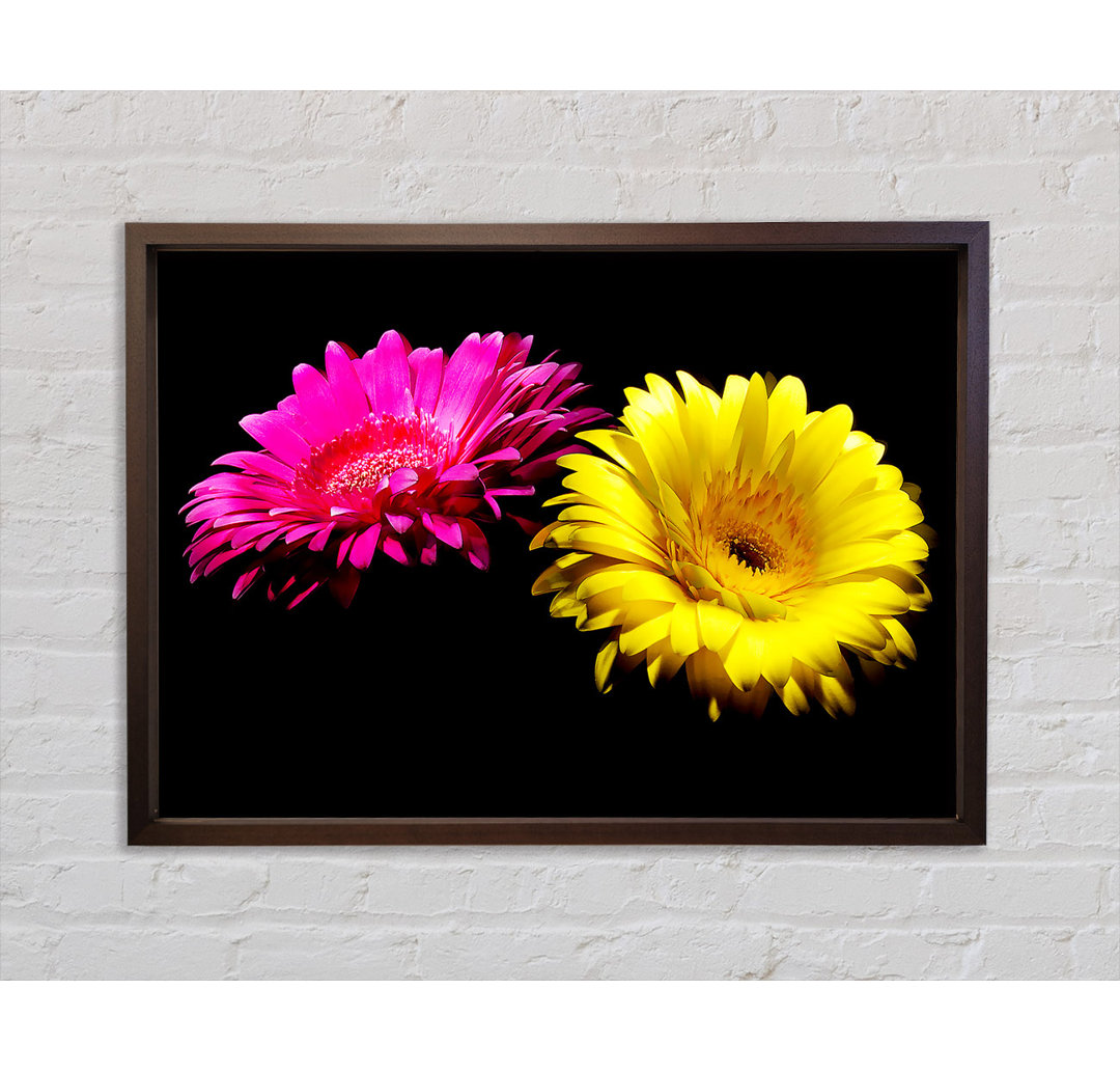 And Gerbera Delight - Single Picture Frame Kunstdrucke auf Leinwand