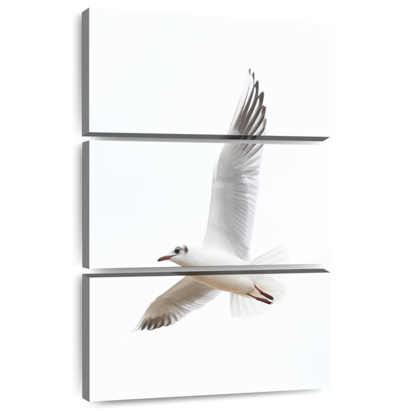 Brampt Flying Kittiwake Gull