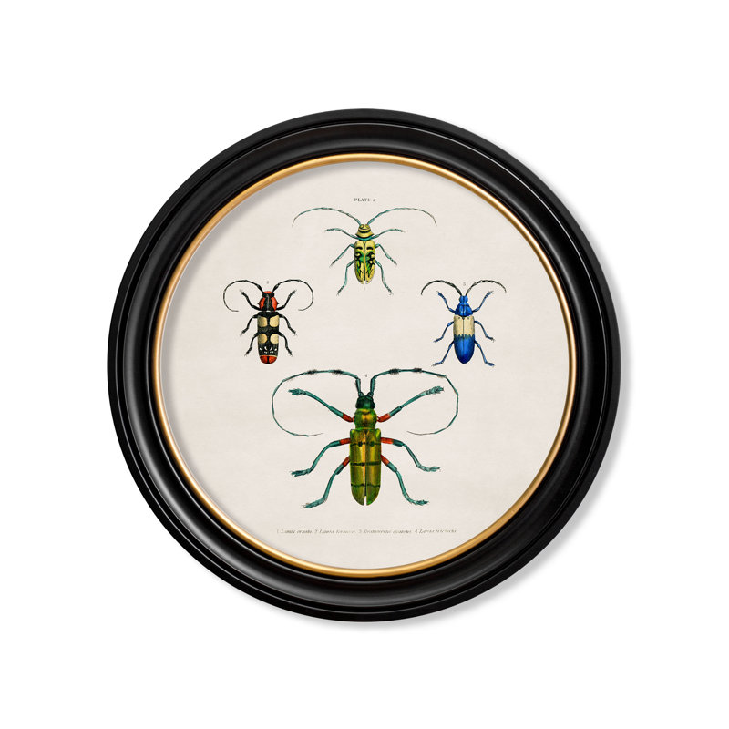 Beetles by Mid-1800s - Single Picture Frame Print on Archival Matt 230gsm Paper