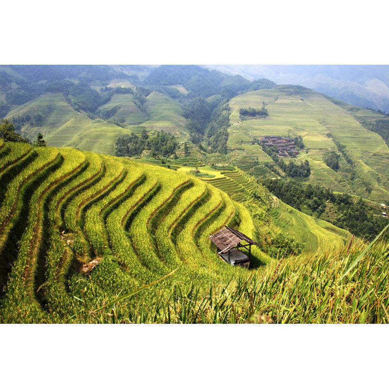 Guilin Paddy-Field - Photographie sur toile tendue, H 24 po x l 36 po