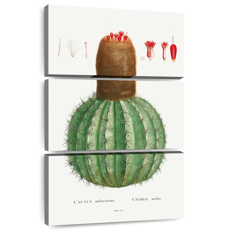 Harnek, cactus melocactus, image de l'histoire des plantes grasses, H 32 po x l 20 po
