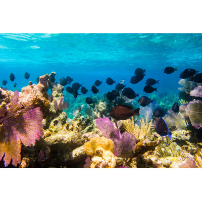 Gardea Shallow Reefs by Hoatzinexp - Wrapped Canvas Print