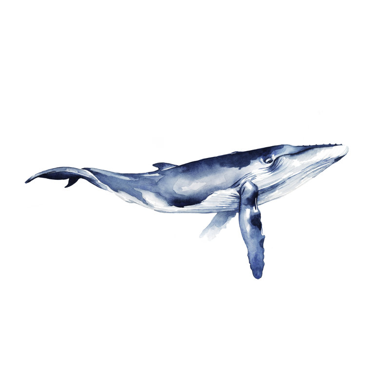 Whale Portrait I by Grace Popp - Painting Print, 30cm H x 46cm W, Wrapped Canvas