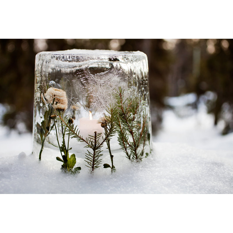 Frozen Tulips - Photographie sur toile, H 24 po x l 36 po