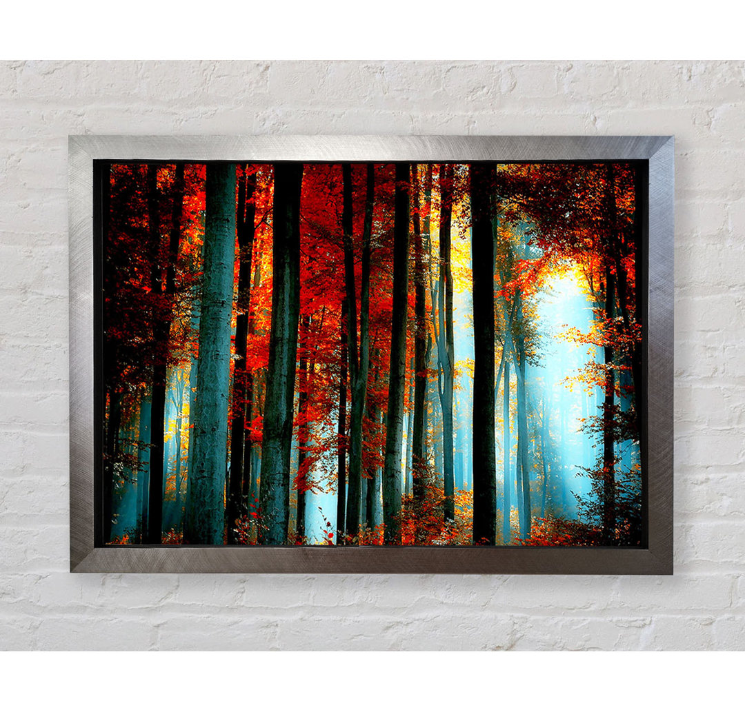 Light Through The Woodland - Einzelne Bilderrahmen Kunstdrucke