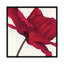 « papaver i », impression sur toile-29483331-73651465-73651466
