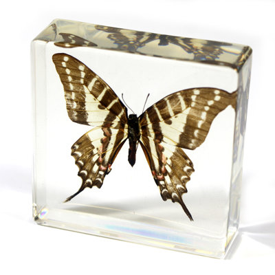 Presse-papier papillon Rauscher