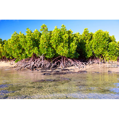 " Mangrove Plants " by Dibrova