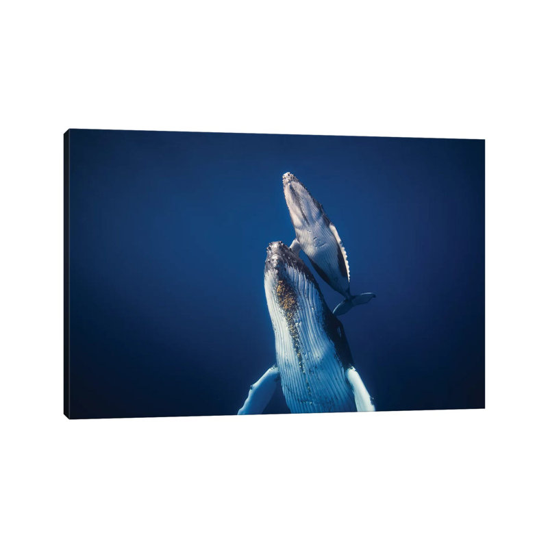 Come Back To The Surface by Barathieu Gabriel - Wrapped Canvas Print, 20.32 cm H x 30.48 cm W