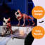 2 pièces décoratives squelette de chien 16 po