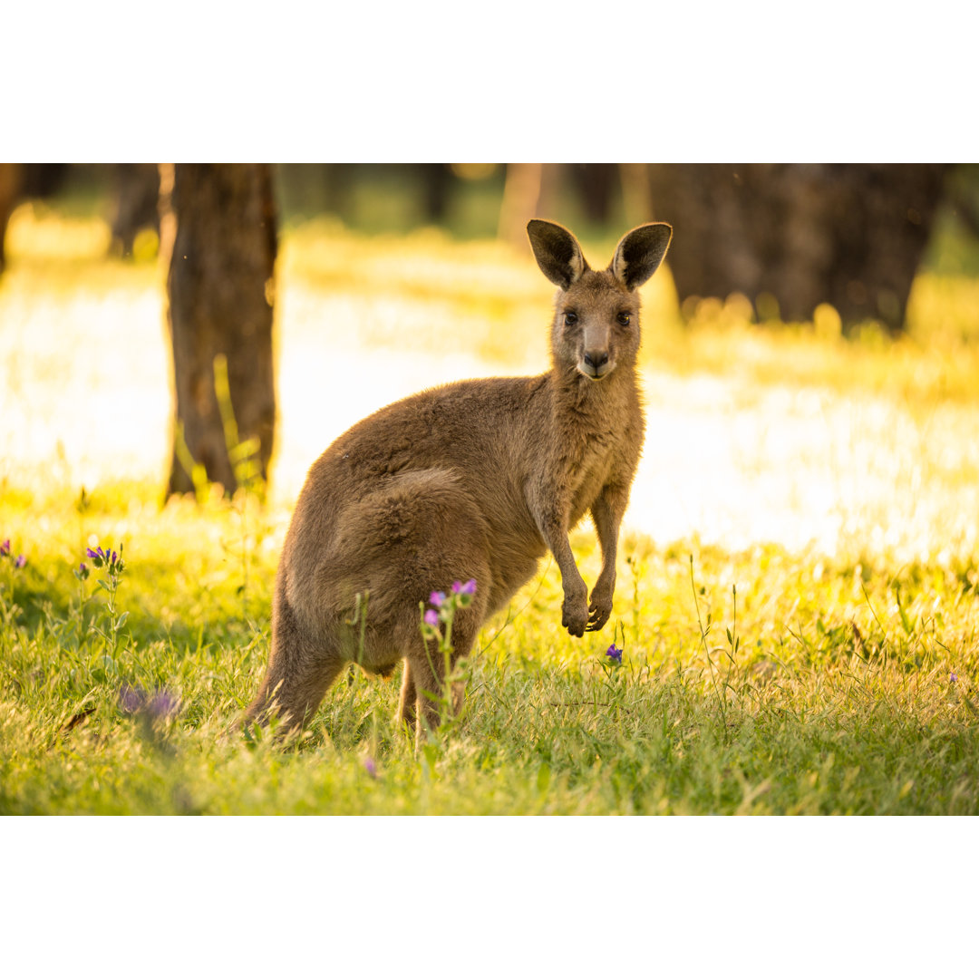 Australisches Graues Känguru von Burroblando - Kunstdrucke auf Leinwand ohne Rahmen