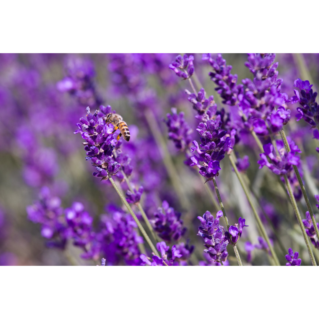 Honey Bee In Lavender Field - Wrapped Canvas Print