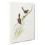 Wrens by Elizabeth Gould - Wrapped Canvas-55323210