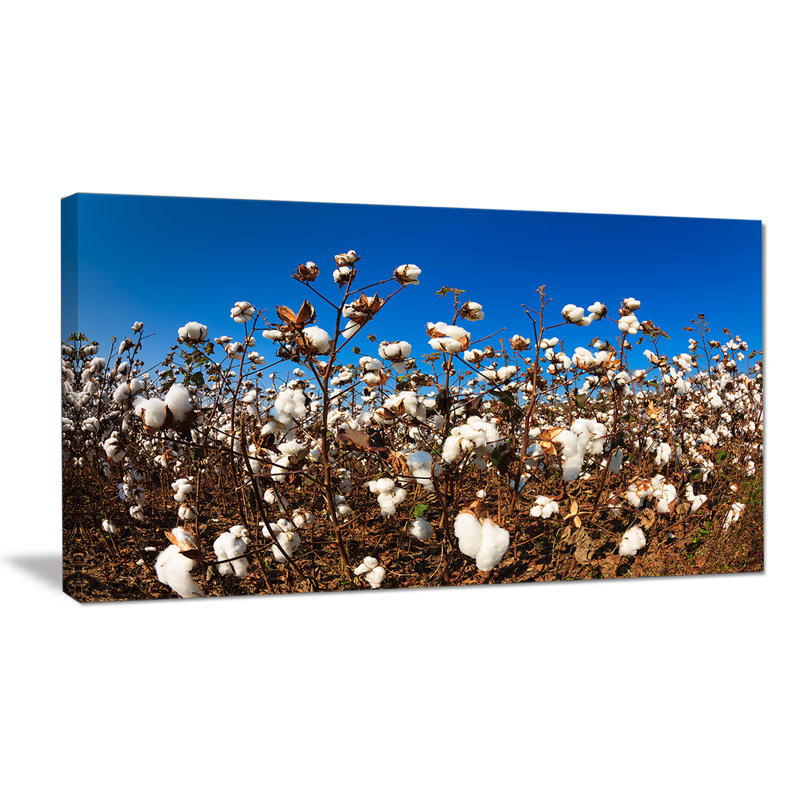 Blooming Alabama Cotton Field - reproduction de photo sur toile, H 28 po x l 60 po