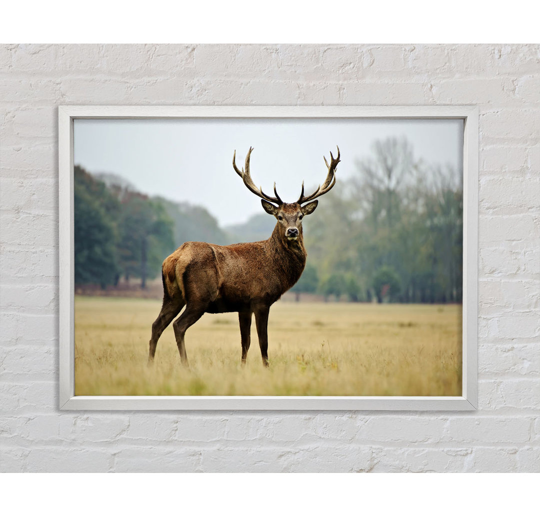 Red Deer Beauty - Einzelner Bilderrahmen Kunstdrucke auf Leinwand