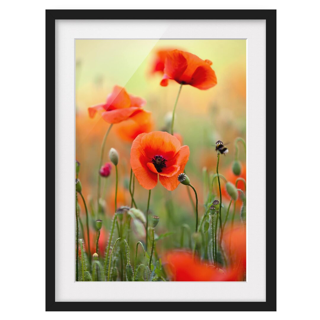 Gerahmter Fotodruck Red Summer Poppy