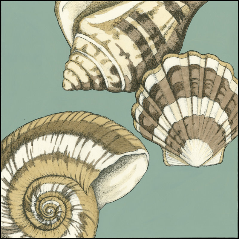 Small Shell Trio On Blue II (P) - Wrapped Canvas Art Prints, 91cm H x 91cm W