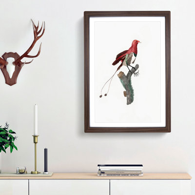 King Bird of Paradise by Jacques Barraband - Picture Frame Graphic Art Print