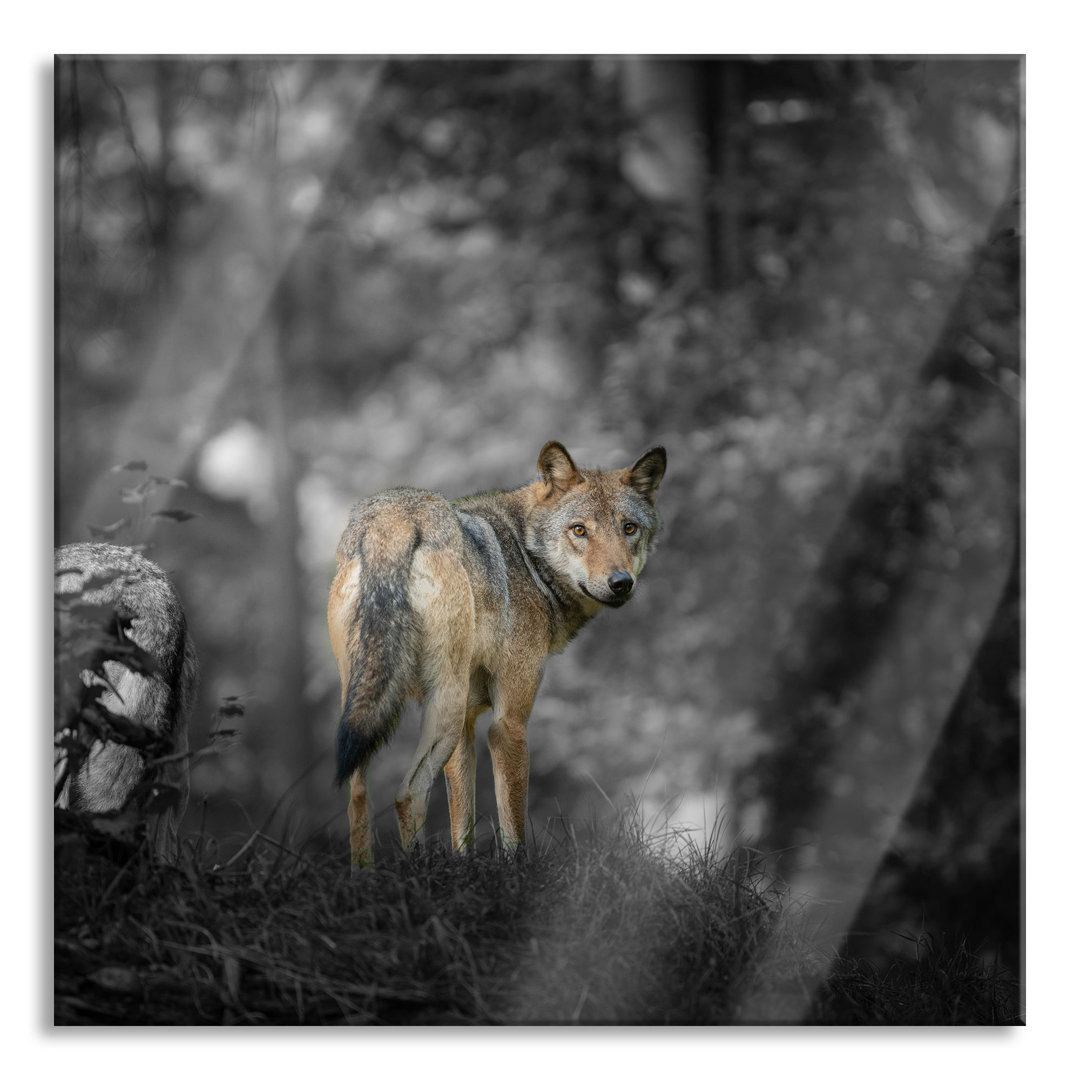 Glasbild Ängstlicher Wolf im Wald