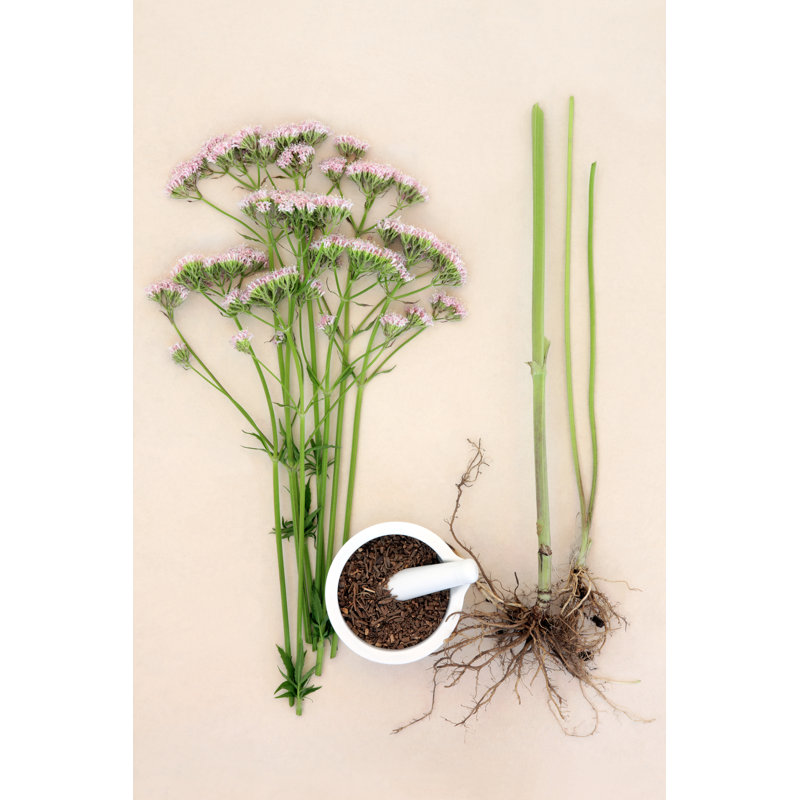 Valerian Herb 1 Piece Wrapped Canvas Wall Art, 122cm H x 81cm W