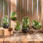 Terrarium en verre Jsoeph-709767255
